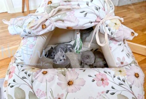 BABY BORN PLUS 6