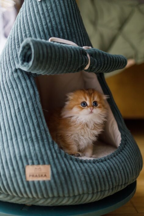 CAT CAB FLAP 3