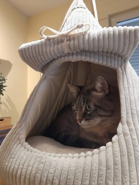 CAT CAB FLAP 6