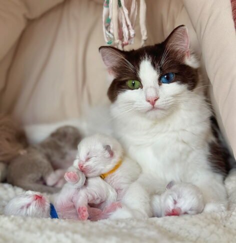 BABY BORN PLUS 2